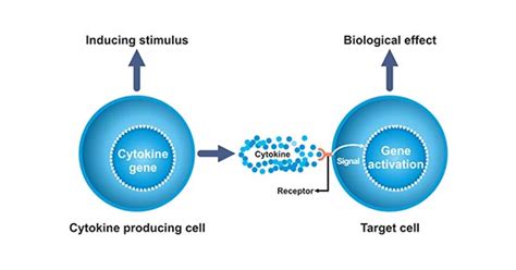 What is The Function of Cytokines?- CUSABIO