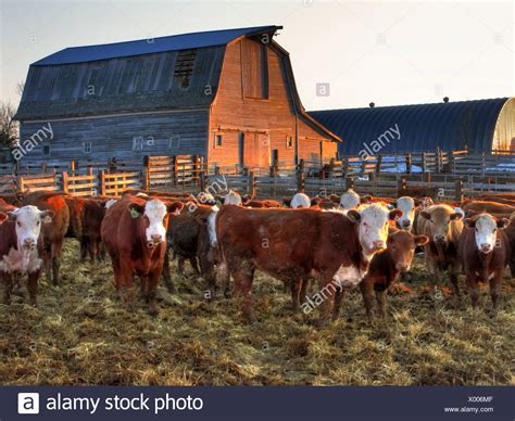 Old Cattle Barn High Resolution Stock Photography And Images Alamy