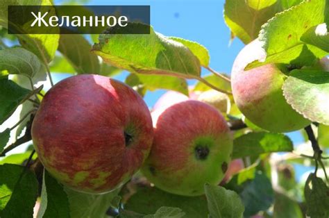 Парша на яблоне. Фото, как бороться весной, осенью, чем обработать