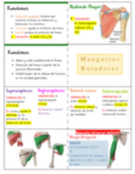 Solution Flashcards M Sculos De Miembro Superior Studypool