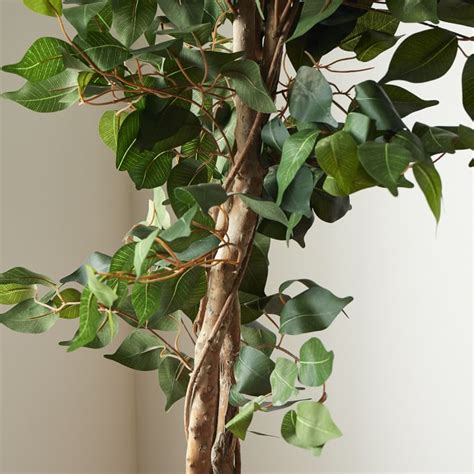 Faux Potted Ficus Tree West Elm