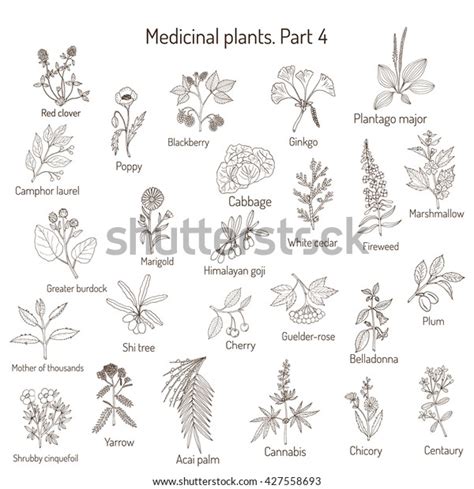 Vintage Collection Hand Drawn Medical Herbs Stock Vector Royalty Free 427558693