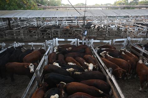 Menos consumo de carne y anuncios que son sólo parches Agencia de