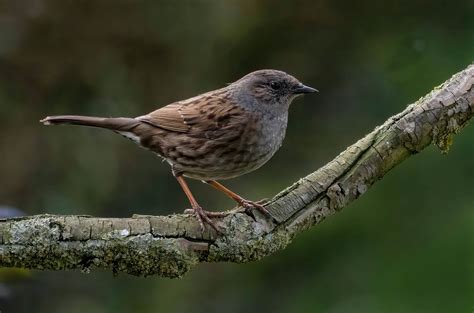 Dunnock Tony Simpkins Flickr