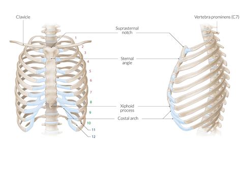 True Ribs Anatomy