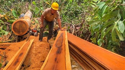 Pengolahan Kayu Merbau Menjadi Papan Untuk Kebutuhan Konstruksi Dalam