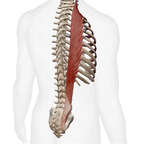 Iliocostalis Lumborum Kettlebell Monster