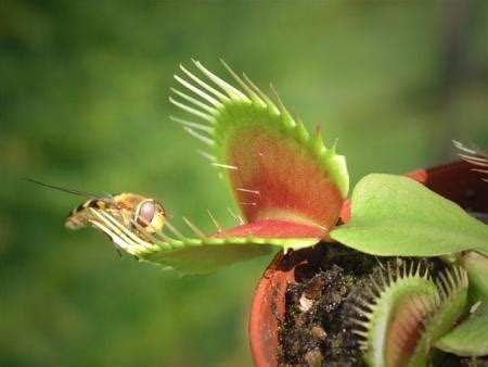 Venus Atrapa Moscas Dionaea Musc Pula