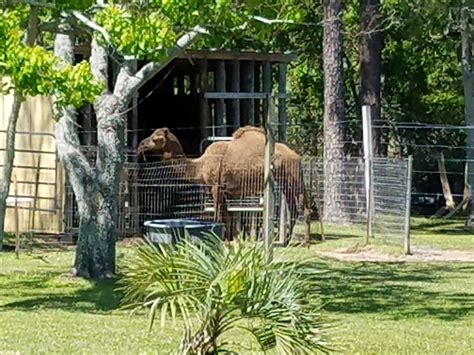 Gulf Shores Zoo - McCollough Architecture