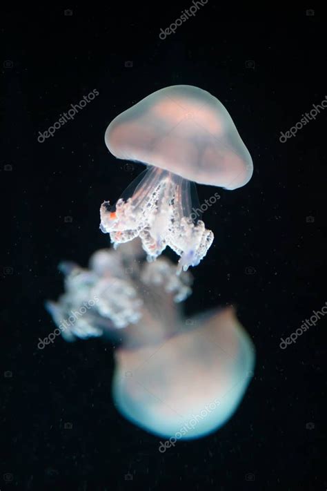 Medusas Rhizostoma Pulmo Bajo El Agua