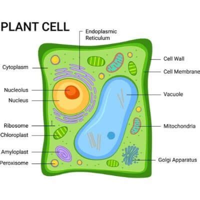 Vacuole definition animal cell