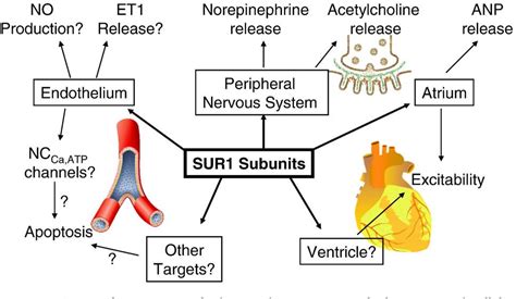 Figure From Sulfonylurea Receptor Subunits Of Atp Sensitive