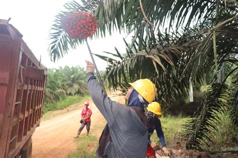 Peningkatan Nilai Tambah Industri Kelapa Sawit Bagi Masyaraka Kantor