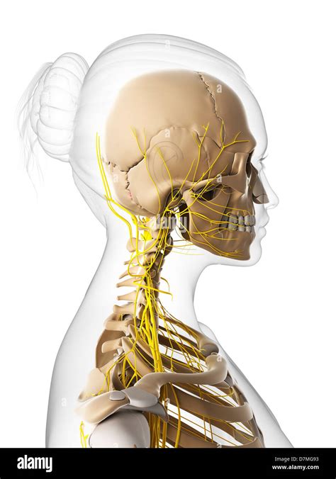 Nervensystem Mensch Seitenansicht Stockfotos Und Bilder Kaufen Alamy
