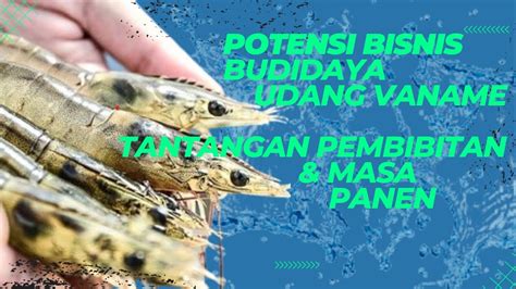 Mengenal Potensi Bisnis Udang Vaname Budidaya Udang Vaname Dari Awal