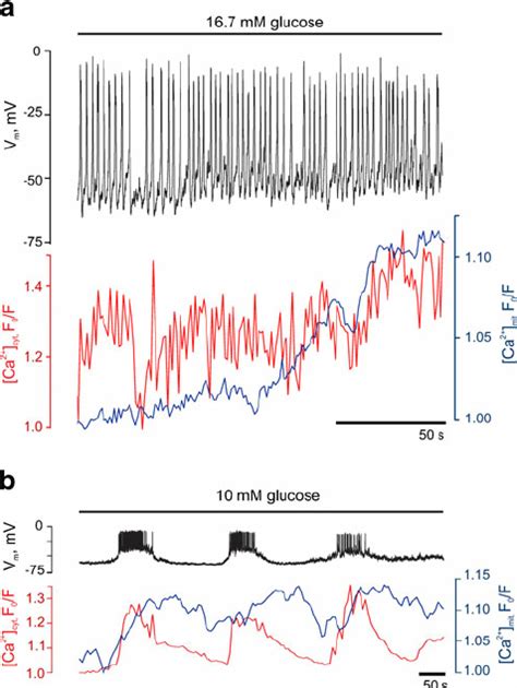 Glucose Induced Cytosolic Ca 2 Oscillations Are Followed By Download