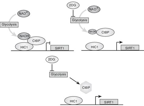 Models For Ctbp Regulation Of Sirt Expression Upper The Reduction