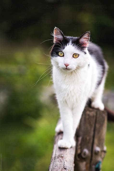 "Black And White Cat Walking On Top Of A Fence" by Stocksy Contributor ...