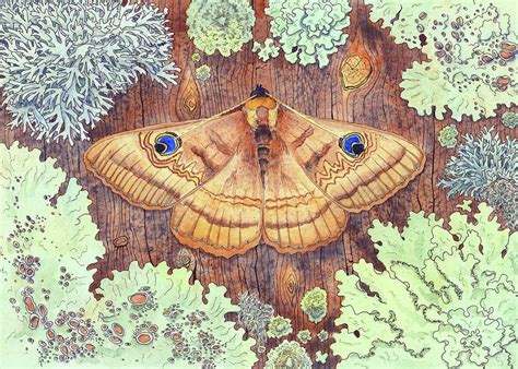 Moth And Lichen Painting By Zoya Makarova Pixels