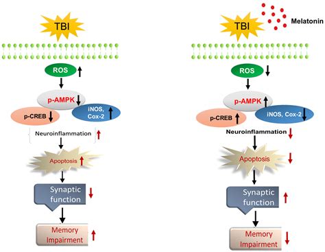 Cells Free Full Text Neurological Enhancement Effects Of Melatonin