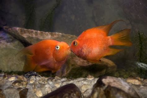 Kissing Fish Stock Photos Free Royalty Free Stock Photos From