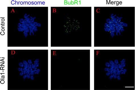 Ola1 Knockdown Causes Inactivation Of Spindle Assembly Checkpoint