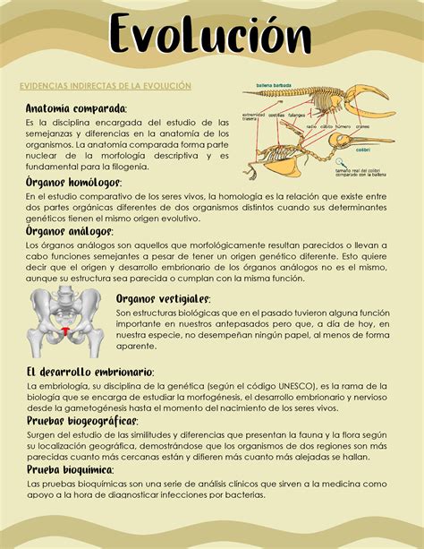 Evidencias Indirectas DE LA Evolución EVIDENCIAS INDIRECTAS DE LA