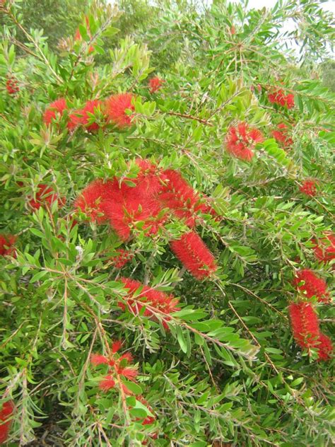 Callistemon Citrinus In 50mm Forestry Tube Trigg Plants