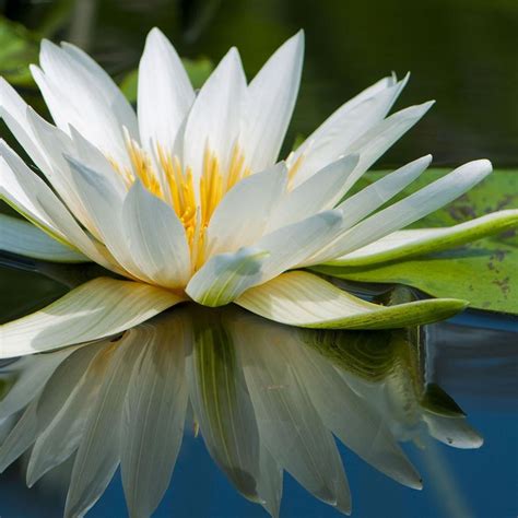 Symbolic Meaning Of White Lotus Flower Best Flower Site