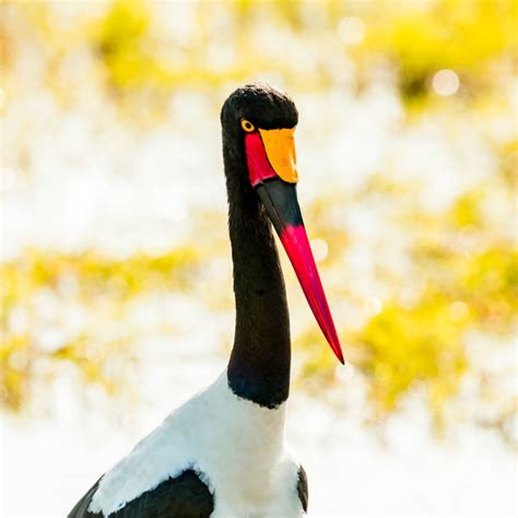 220 Stork Stretch Stock Photos Pictures And Royalty Free Images Istock