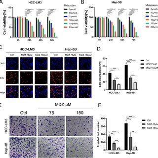 Mdz Inhibited Proliferation And Invasion In Hcc Cell Lines A B The