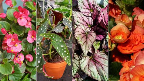 Tipos De Begonias Cuidados Y Reproducci N Jardinatis