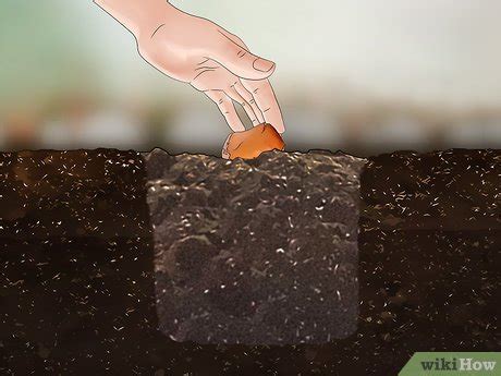 How to Plant Durian Seeds: 14 Steps (with Pictures) - wikiHow