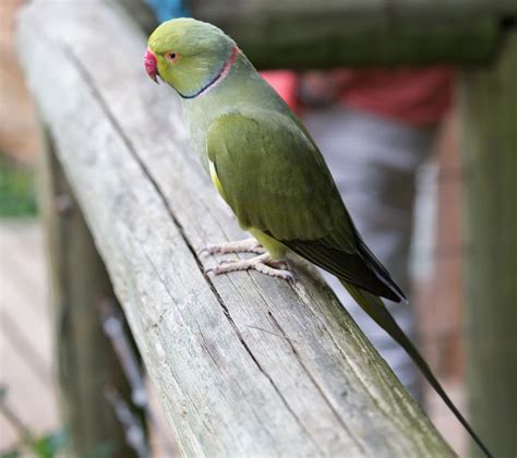 Birds Of Eden Sanctuary Plettenberg Bay South Africa Indian