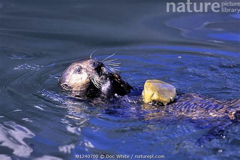 Stock Photo Of Sea Otter Enhydra Lutris Using Rock To Open Clam