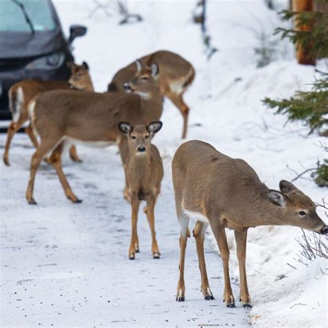 Chronic Wasting Disease Archives