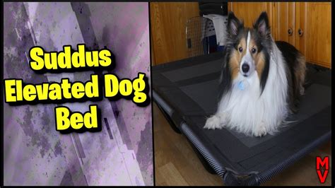 Best Elevated Dog Bed Suddus Elevated Dog Bed Mumblesvideos Product