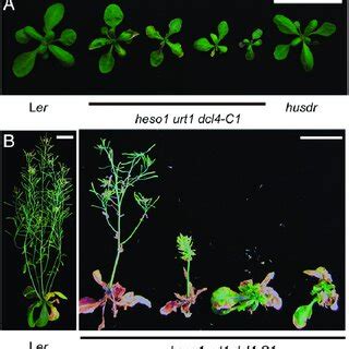 The Heso Urt Dcl Triple Mutant Showed Pleiotropic Defects Throughout