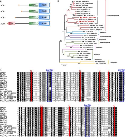 Frontiers Two Amphioxus Apec Containing Proteins Bind To Microbes And