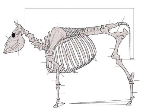 Bovine Skeleton Chapter 3 Diagram Quizlet