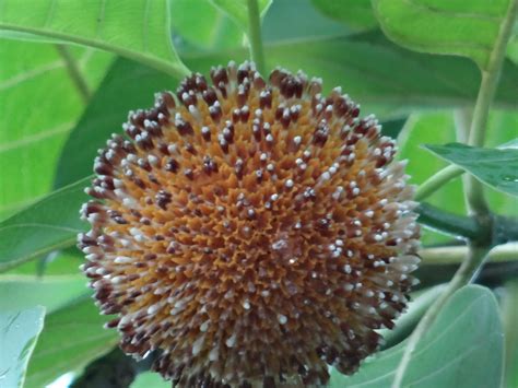 Jiv's Photography: Kadamba Tree Flowers