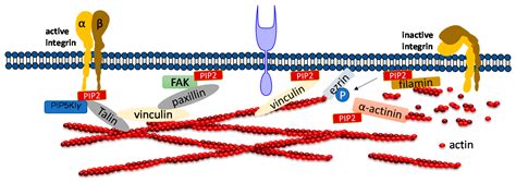 Ijms Free Full Text Review Of Pip2 In Cellular Signaling Functions