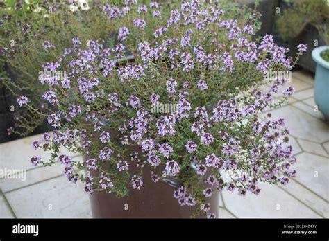 Purple Blooming Thyme Bush Stock Photo Alamy