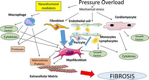 The Extracellular Matrix In Ischemic And Nonischemic Heart Failure