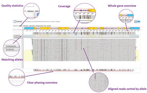 PacBio Workflow Shiva Scientific Company