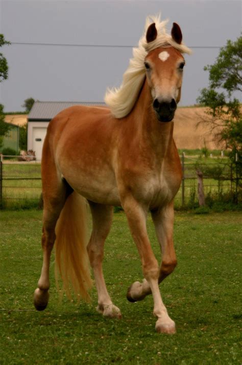 Belinda Haflinger Stute Fuchs Pferd Austria