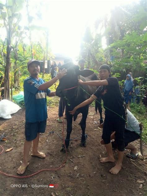 Idul Adha Dpd Ldii Way Kanan Potong Ratusan Hewan Kurban Dan