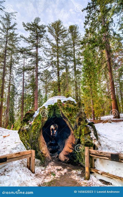 Fallen Monarch Tree In Kings Canyon National Park California Stock