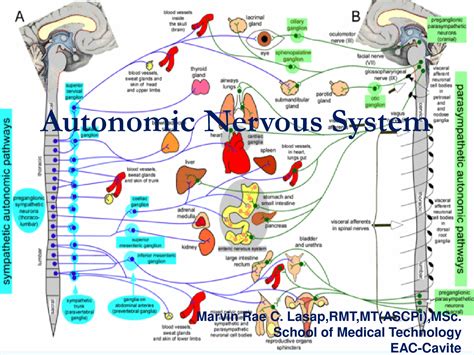 Solution Pharmacology 06 Autonomic Nervous System Studypool