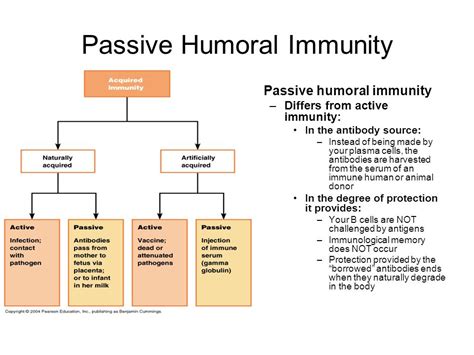 Active And Passive Humoral Immunity